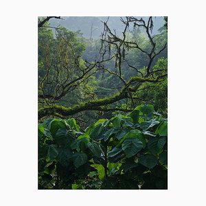 Jess Hon, Deep in the Tropical Rainforest, 2022, Photographic Print-CHG-2036975