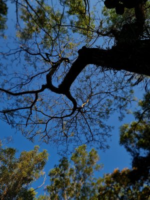 Jess Hon, Rainforest Tree, 2022, Photographic Print-CHG-2036979