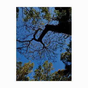 Jess Hon, Rainforest Tree, 2022, Photographic Print-CHG-2036979