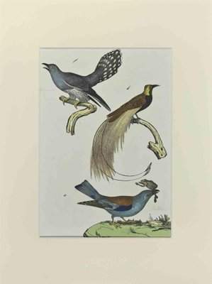 Johann Friedrich Naumann, Birds with Particular Tail, Etching, 1840-ZCI-2029491