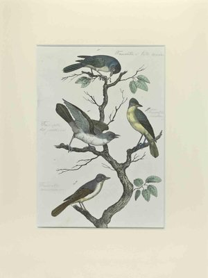 Johann Friedrich Naumann, Black-Headed Faurette, Etching, 1840-ZCI-2029459