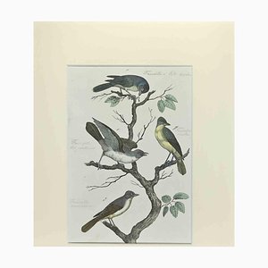 Johann Friedrich Naumann, Black-Headed Faurette, Etching, 1840-ZCI-2029459