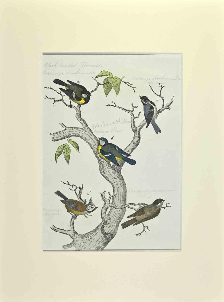 Johann Friedrich Naumann, Blue, Black and Brown Birds, Etching, 1840