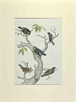 Johann Friedrich Naumann, Blue, Black and Brown Birds, Etching, 1840