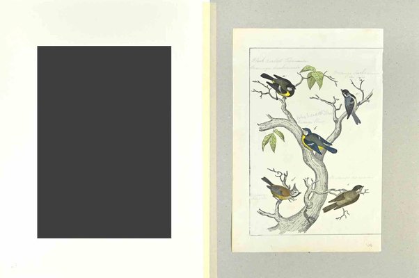 Johann Friedrich Naumann, Blue, Black and Brown Birds, Etching, 1840-ZCI-1788734