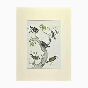 Johann Friedrich Naumann, Blue, Black and Brown Birds, Etching, 1840-ZCI-1788734