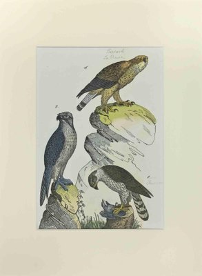 Johann Friedrich Naumann, Buzzard, Etching, 1840-ZCI-2029095