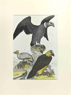 Johann Friedrich Naumann, Condor, Etching, 1840-ZCI-1788602