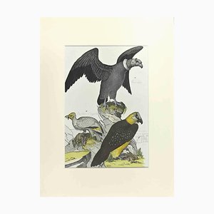 Johann Friedrich Naumann, Condor, Etching, 1840-ZCI-1788602