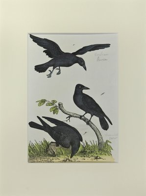 Johann Friedrich Naumann, Crow, Etching, 1840-ZCI-2029493