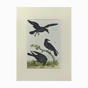 Johann Friedrich Naumann, Crow, Etching, 1840-ZCI-2029493