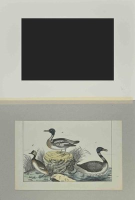 Johann Friedrich Naumann, Ducks, Etching, 1840-ZCI-2029468