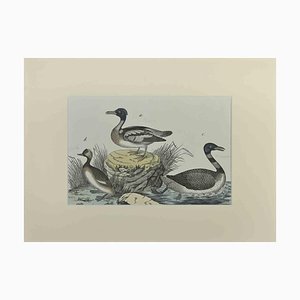 Johann Friedrich Naumann, Ducks, Etching, 1840-ZCI-2029468