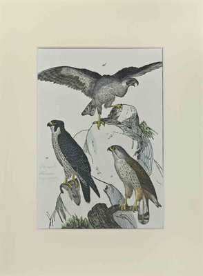 Johann Friedrich Naumann, Falcons, Etching, 1840-ZCI-2025218