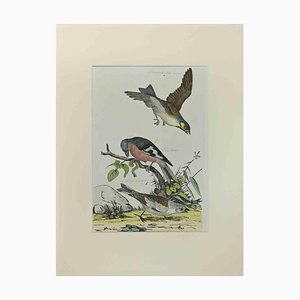 Johann Friedrich Naumann, Finch, Etching, 1840-ZCI-2029485