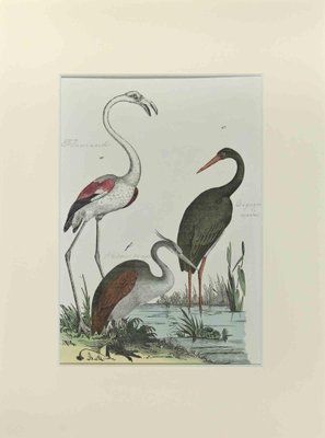 Johann Friedrich Naumann, Flamingo, Etching, 1840-ZCI-2029086