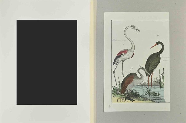 Johann Friedrich Naumann, Flamingo, Etching, 1840-ZCI-2029086