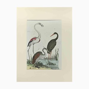 Johann Friedrich Naumann, Flamingo, Etching, 1840-ZCI-2029086