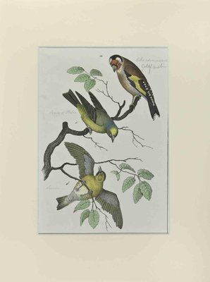 Johann Friedrich Naumann, Goldfinch, Etching, 1840-ZCI-2029490