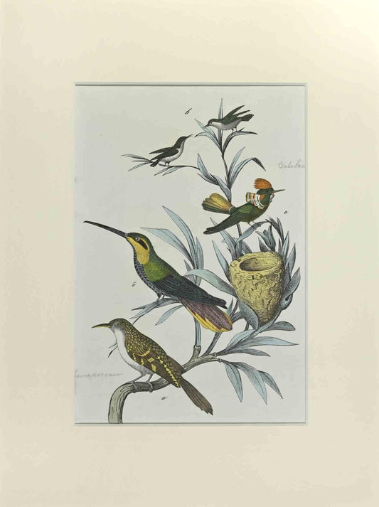 Johann Friedrich Naumann, Hummingbirds, Etching, 1840