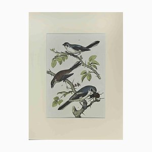 Johann Friedrich Naumann, Little Blue Birds, Etching, 1840-ZCI-2029484