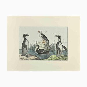 Johann Friedrich Naumann, Macarena and Penguin, Etching, 1840-ZCI-2029121