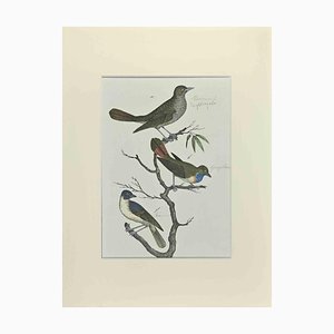 Johann Friedrich Naumann, Nightingale, Etching, 1840-ZCI-2029104