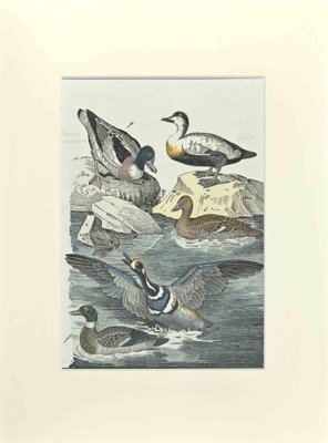 Johann Friedrich Naumann, Ordinary Duck, Etching, 1840-ZCI-2029122