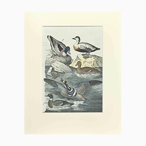 Johann Friedrich Naumann, Ordinary Duck, Etching, 1840-ZCI-2029122