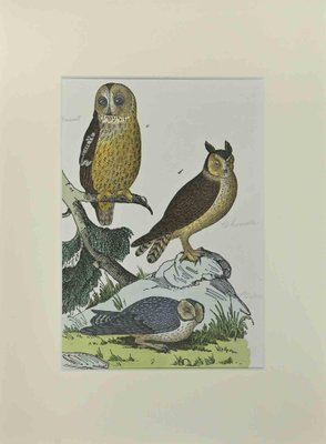 Johann Friedrich Naumann, Owls, Etching, 1840-ZCI-2029092