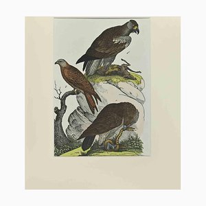 Johann Friedrich Naumann, Red Kite, Etching, 1840-ZCI-2029472