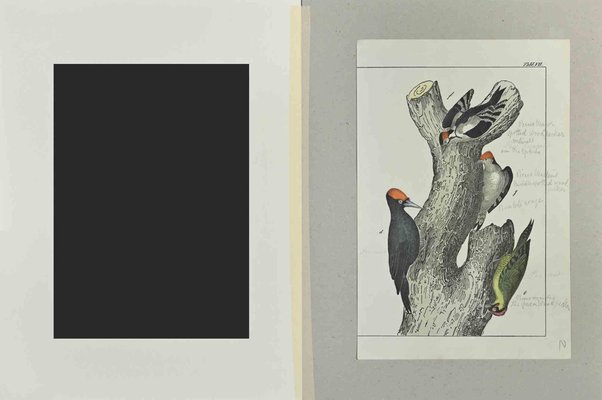 Johann Friedrich Naumann, Spotted Woodpecker, Etching, 1840-ZCI-2029474