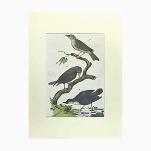 Johann Friedrich Naumann, Starling, Etching, 1840-ZCI-2029471