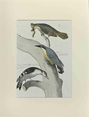 Johann Friedrich Naumann, Three Birds on a Tree, Etching, 1840-ZCI-1788741