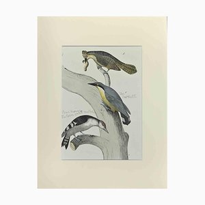 Johann Friedrich Naumann, Three Birds on a Tree, Etching, 1840-ZCI-1788741