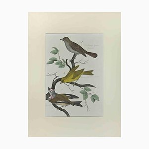 Johann Friedrich Naumann, Wild Canary, Etching, 1840-ZCI-2029497