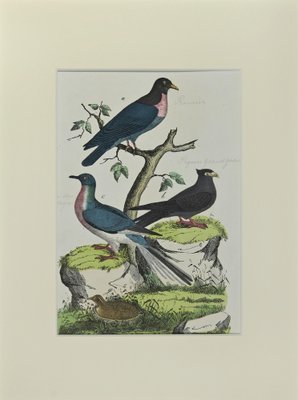 Johann Friedrich Naumann, Wood Pigeon, Etching, 1840-ZCI-2029492