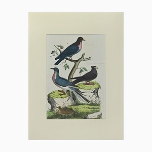 Johann Friedrich Naumann, Wood Pigeon, Etching, 1840-ZCI-2029492