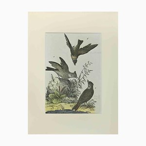 Johann Friedrich Naumann, Woodlark, Etching, 1840-ZCI-2029483