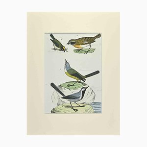 Johann Friedrich Naumann, Yellow Wagtail, 1840s, Etching-ZCI-1781745