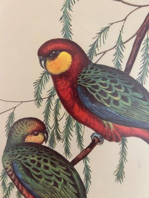 John & Elizabeth Gould, Birds, 1950s, Lithograph, Framed-AVC-1741760