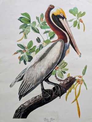 John James Audubon, Brown Pelican, Lithograph-NRC-1781318