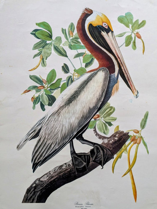 John James Audubon, Brown Pelican, Lithograph