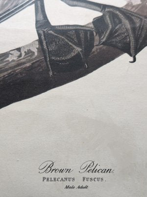 John James Audubon, Brown Pelican, Lithograph-NRC-1781318