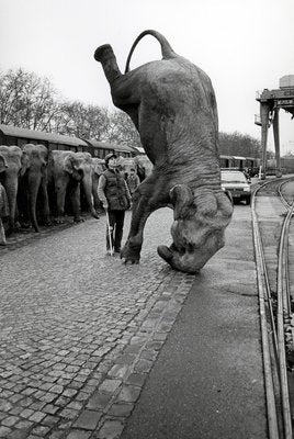 José Nicolas, Elephants on the Head, 1985, Silver Print-KHH-2023089