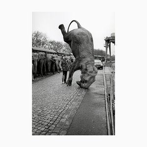 José Nicolas, Elephants on the Head, 1985, Silver Print-KHH-2023089