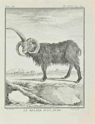 Juste Chevillet, Le Belier D'Islande, Etching, 1771-ZCI-2029864