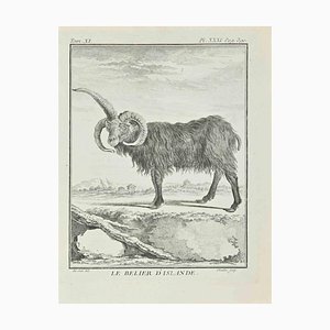 Juste Chevillet, Le Belier D'Islande, Etching, 1771-ZCI-2029864