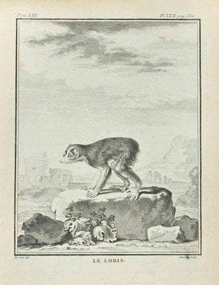 Juste Chevillet, Le Loris, Etching, 1771-ZCI-2029912