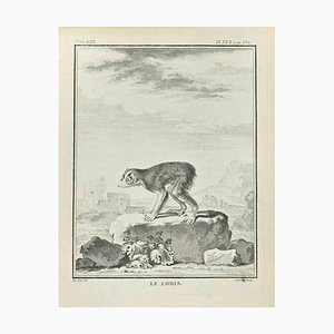 Juste Chevillet, Le Loris, Etching, 1771-ZCI-2029912